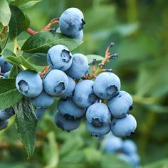 some blue berries are hanging from a tree