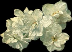 three white flowers are shown on a white background