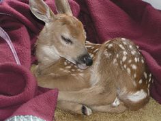 a baby deer laying on top of a blanket