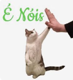 a cat sitting on its hind legs and reaching up to touch the word e nois