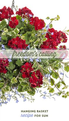 a bouquet of red and blue flowers with the words, freedom's calling hanging basket recipe for sun