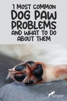 a dog's paw with the words, most common dog paw problems and what to do about them