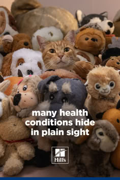 a cat is surrounded by stuffed animals with the caption, many health conditions hide in plain sight