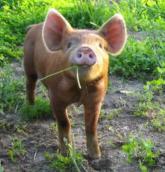 a small pig standing on top of a lush green field