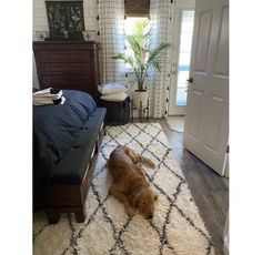 a large brown dog laying on top of a white rug next to a bed in a bedroom