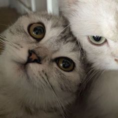 two white cats are looking at the camera