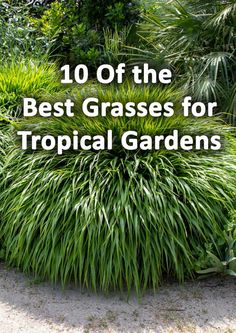 the top 10 best grasses for tropical gardens