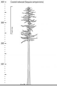 a tall tree is shown with the height of its trunk and branches, as well as measurements