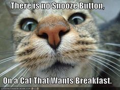 a close up of a cat's face with the caption there is no shoe button on a cat that wants breakfast