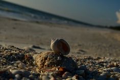 two seashells sitting on the sand at the beach