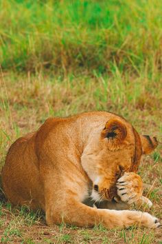 a lion laying down in the grass with its paw on it's face