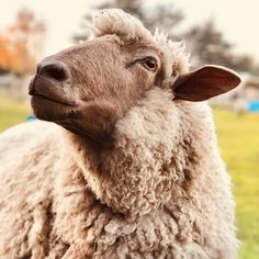 a close up of a sheep in a field with trees in the backgroud