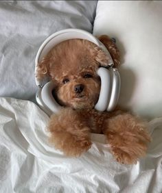 a small brown dog wearing headphones on top of a white bedding covered in sheets