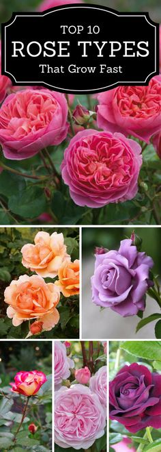 the top 10 rose types that grow fast in your garden, including pink and purple roses