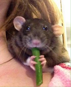 a woman holding a large rodent in her lap while eating a green piece of food