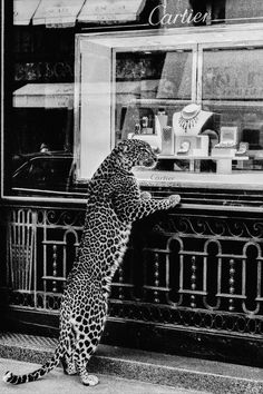 Panther in the Jewelry Shop Print, Cheetah Poster, Black and White, Vintage Photography, Fashion Print, 1950s, Wall Art, Digital Download Kaplan Wallpaper, Tiger Wallpaper, Widget Ideas, Shotting Photo, Black And White Posters, Luxury Art, Black And White Aesthetic, White Photo, White Aesthetic