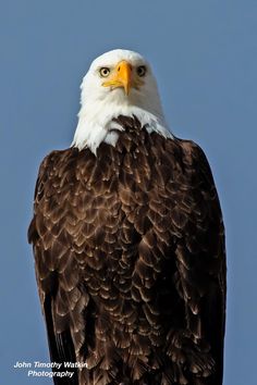 an eagle is sitting on top of a tree branch with its head turned to the side