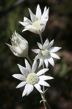 three white flowers with green centers are in the foreground