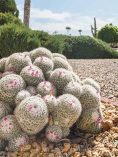 Cactus Landscaping: Vibrant Blooming Garden Pretty Pink Flowers, Yellow Fruit, Blooming Garden, Green Cactus