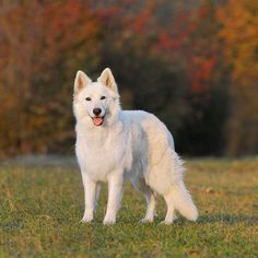 a large white dog standing on top of a grass covered field with trees in the background