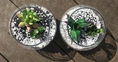 two glass bowls filled with plants on top of a wooden table next to each other