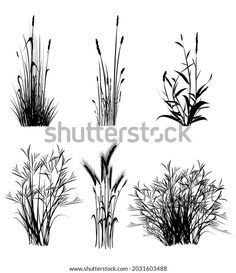 black and white silhouettes of plants on a white background - stock image, clipping