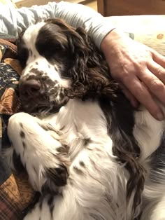 a person holding a dog on their lap