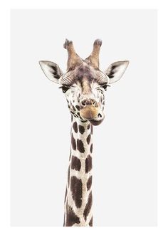 a giraffe is looking at the camera with its head tilted to the side