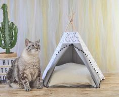 a cat sitting in front of a teepee tent next to a cacti