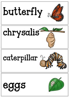 four different types of butterflies and caterpillars with the words butterfly, chryssalis, caterpillar, eggs