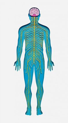 the human nervous system is shown in blue