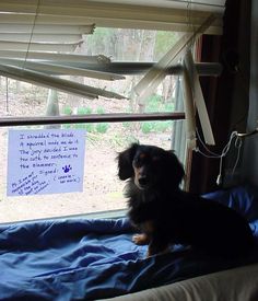 a small dog sitting on top of a bed next to a window with writing on it