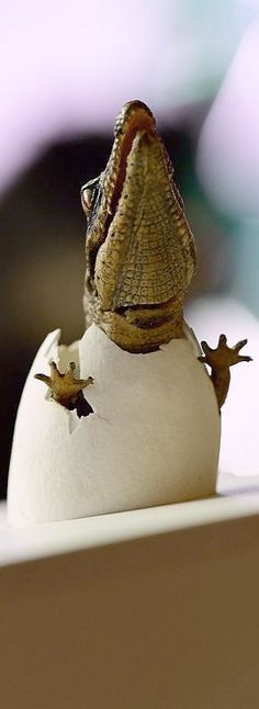 a small lizard sitting on top of an egg