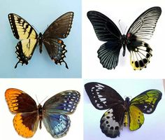 three different types of butterflies are shown in this image, one is yellow and the other is black