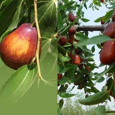 the fruit is growing on the tree and ready to be picked from it's branches