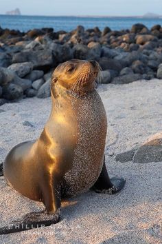 a sea lion sitting on top of a sandy beach