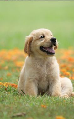 a puppy sitting in the grass with its mouth open