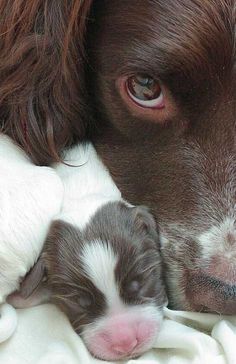 two puppies cuddle together on a blanket