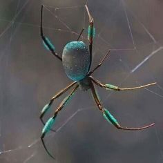 a blue and black spider sitting on its web