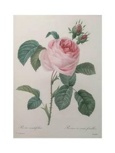 Art Print: Petaled Rose by Pierre-Joseph Redoute : 24x18in Illustration Rose, Wal Art, Antique Botanical Print, Art Deco Illustration, Rose Illustration, Vintage Flower Prints, Illustration Botanique, Botanical Art Prints, Rose Images