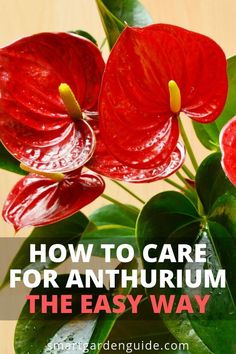 red flowers with text overlay how to care for anthurm the easy way