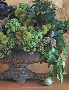 a potted plant sitting on top of a wooden table next to other plants and fruit