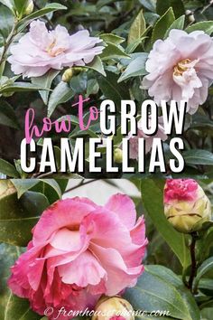 pink flowers with the words how to grow camellias in front of them and below