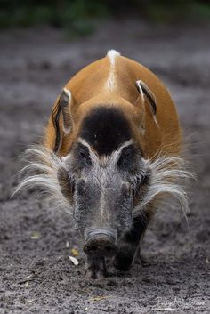 a wild boar is walking through the mud