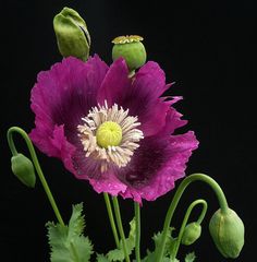 two purple flowers with green stems in a vase