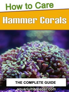 the complete guide to how to care for hammer corals