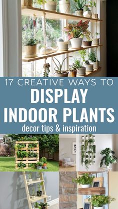 an assortment of indoor plants with text overlay that reads 17 creative ways to display indoor plants