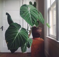 a large green plant sitting on top of a wooden table next to a white door