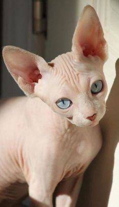 a hairless cat with blue eyes sitting on a chair