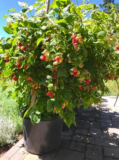 a large potted plant with red berries on it